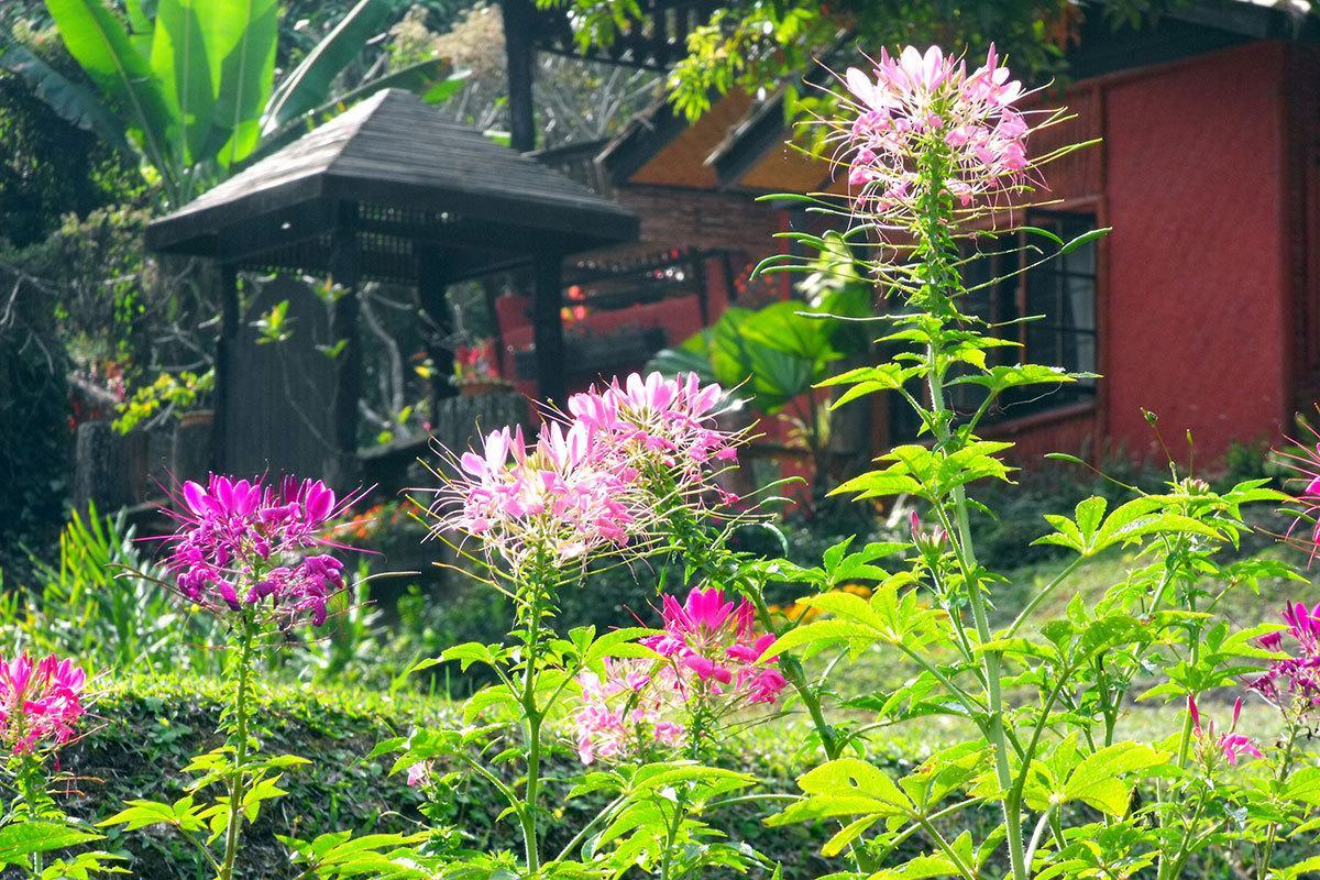 Mae Sa Valley Garden Resort Chiang Mai Esterno foto